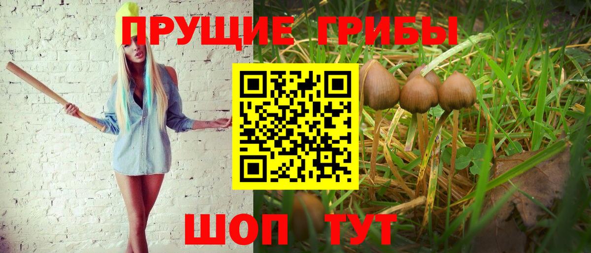 купить   Вход с VPN  Галлюциногенные грибы мицелий  Куйбышев  Галлюциногенные грибы Psilocybe 